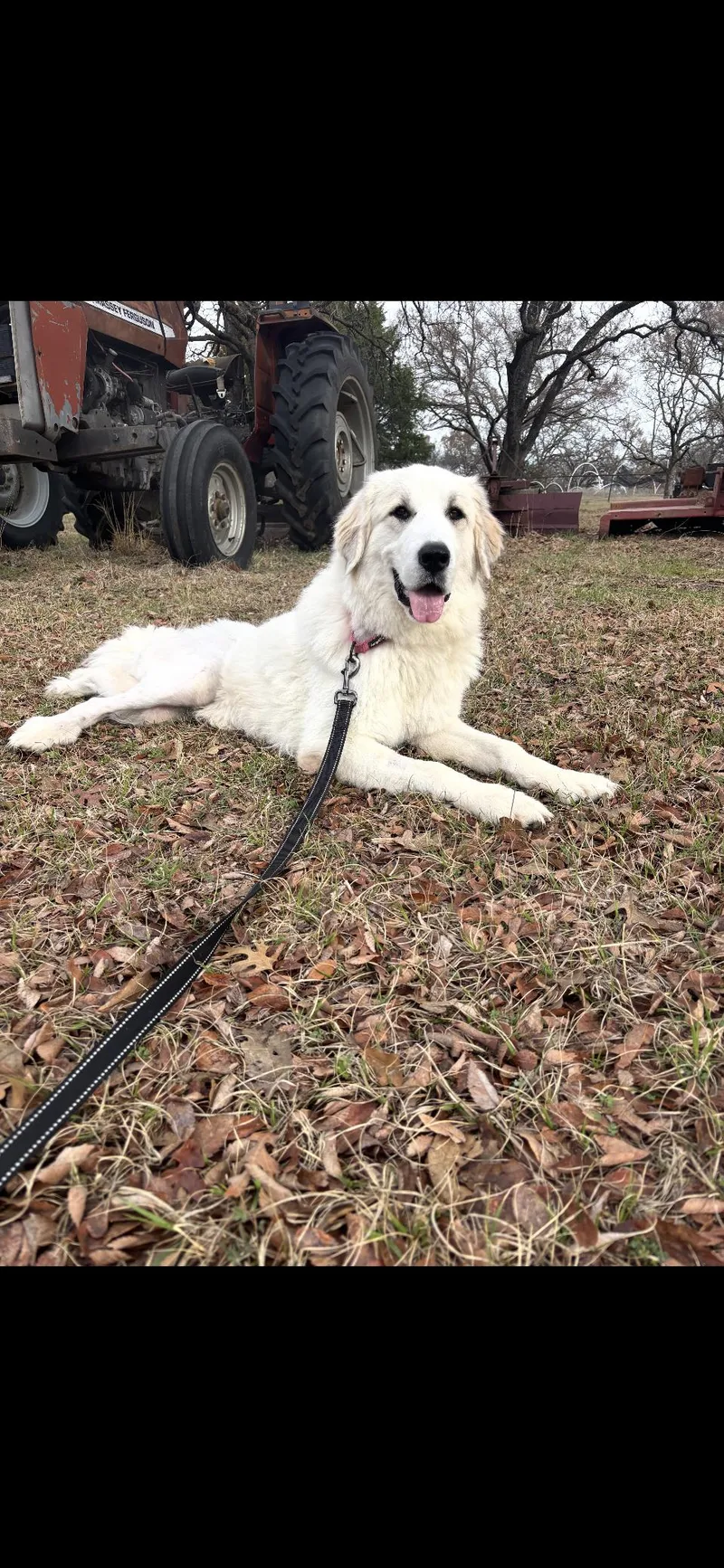 An adult large-sized female Great Pyrenees dog named Tippy Dfw for adoption in Quinlan, TX