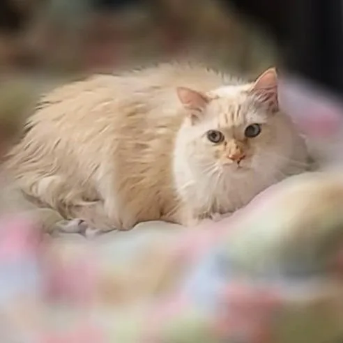 A senior large-sized male Siamese cat named Diamond for adoption in Springfield, IL