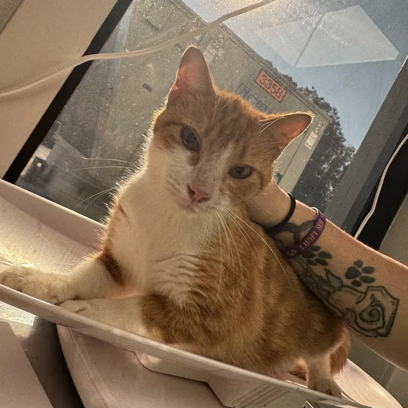 An adult medium-sized male Orange / Red Domestic Short Hair cat named Cajun Seasoning for adoption in Columbiana, AL