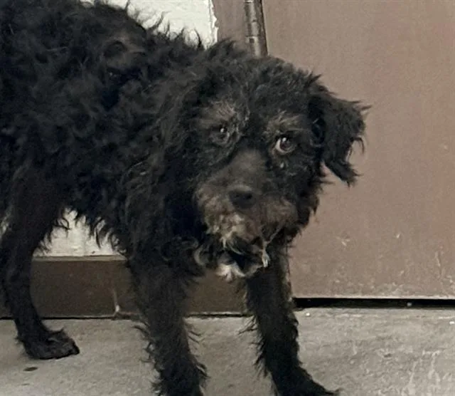 A young medium-sized female Terrier dog named Marge for adoption in Tucson, AZ