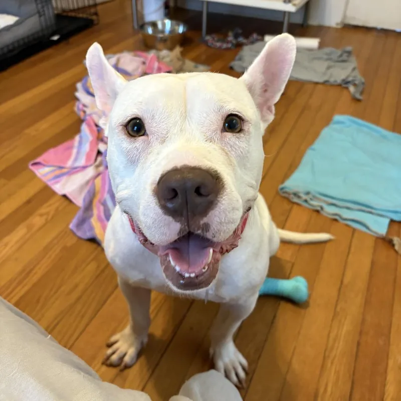 Princess Zelda thumbnail 2