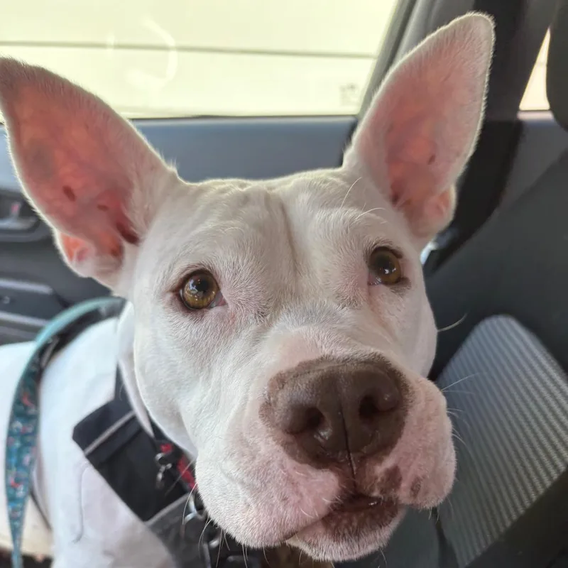 Princess Zelda thumbnail 3