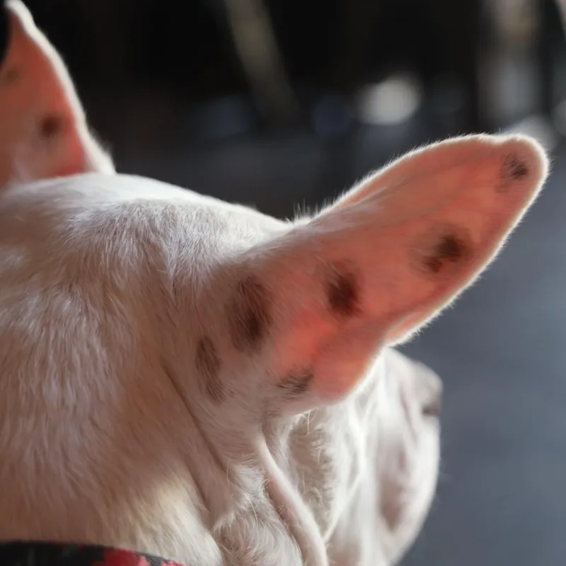 Princess Zelda thumbnail 4