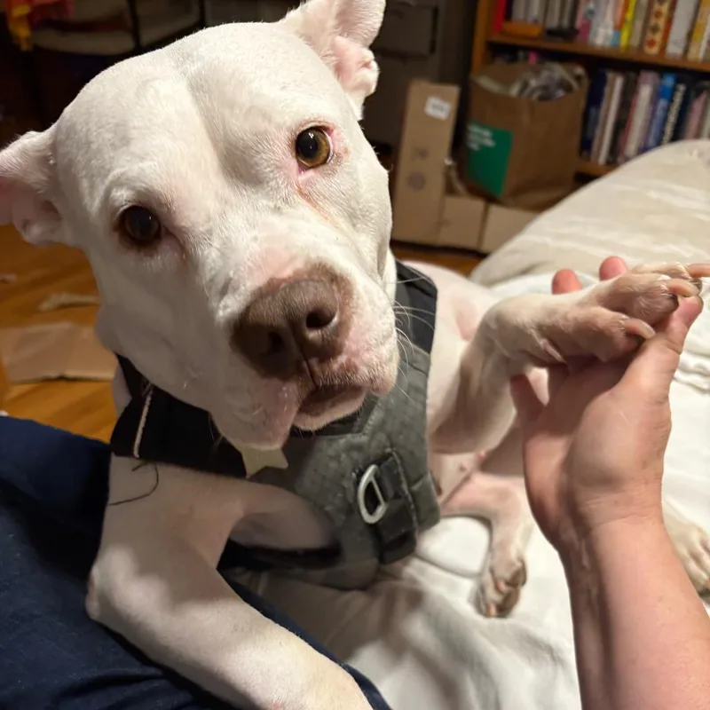 Princess Zelda thumbnail 6