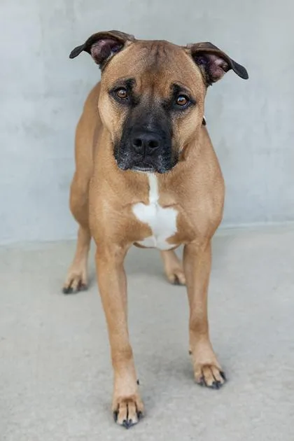 An adult medium-sized female Mixed Breed dog named Juniper for adoption in Longmont, CO