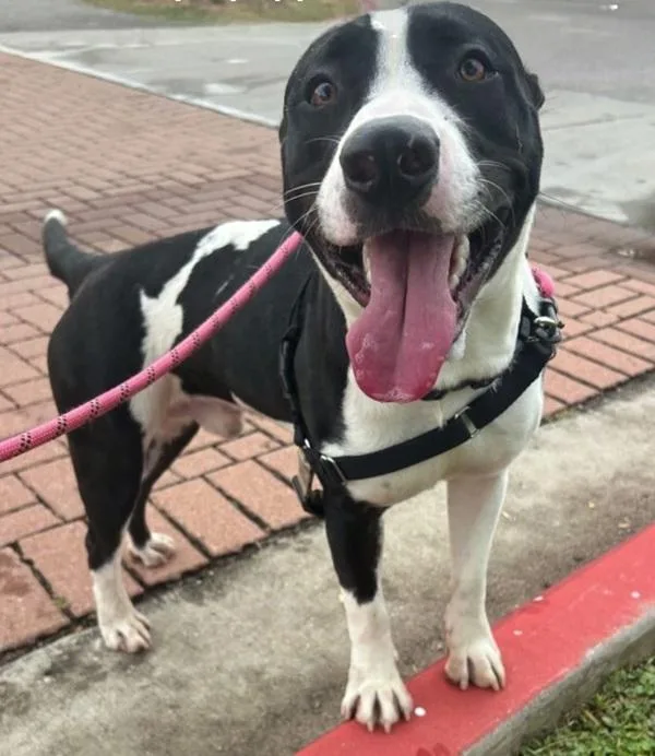 An adult large-sized male Mixed Breed dog named Larry for adoption in Austin, TX