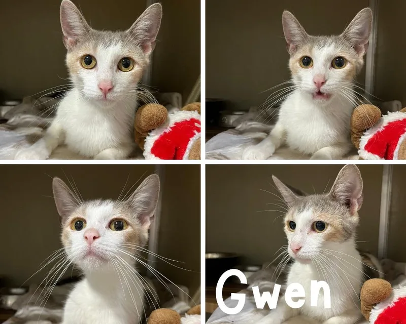A young small-sized female Domestic Short Hair cat named Gwen retired momma for adoption in Pierceton, IN
