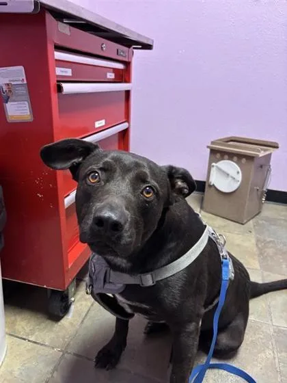 An adult medium-sized male Black Mixed Breed dog named Lucky for adoption in El Paso, TX