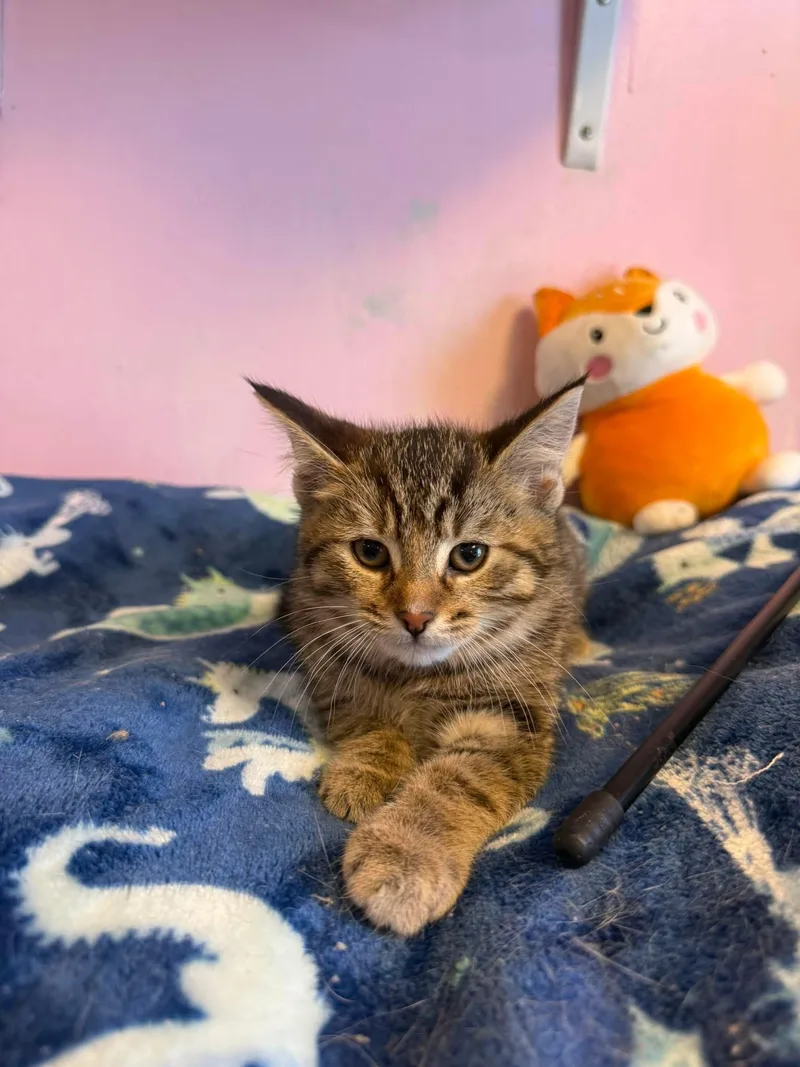 A young small-sized female Tabby (Brown / Chocolate) Domestic Short Hair cat named Nyla for adoption in Freeport, NY