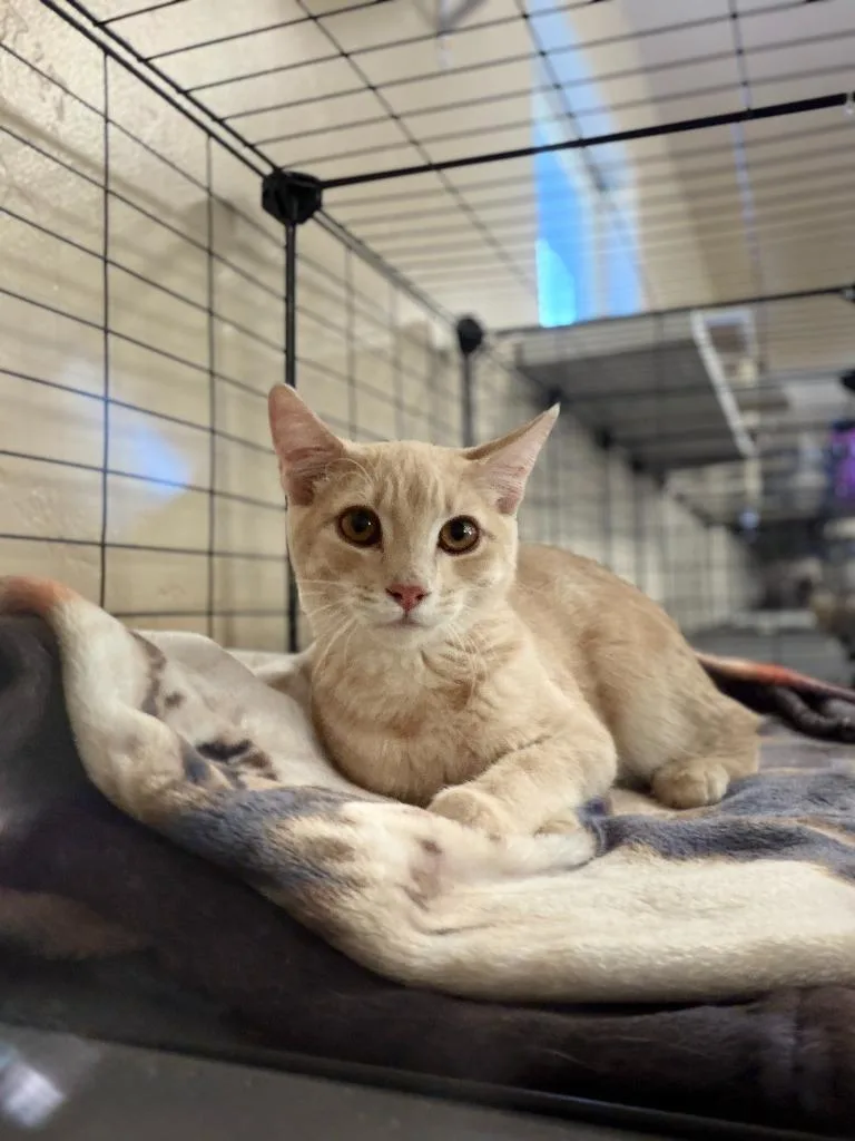 A baby small-sized male Domestic Short Hair cat named Sunny for adoption in La Verkin, UT