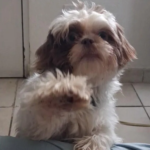 A baby small-sized male Merle (Red) Shih Tzu dog named Olli for adoption in Miami, FL