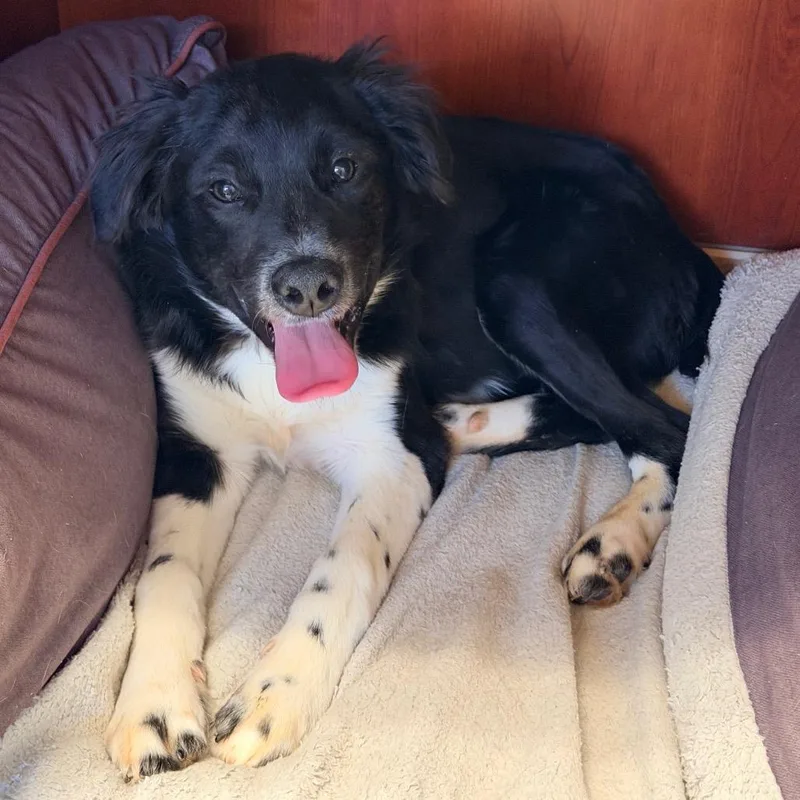 A baby small-sized male Black Border Collie dog named Dash for adoption in Columbus, GA