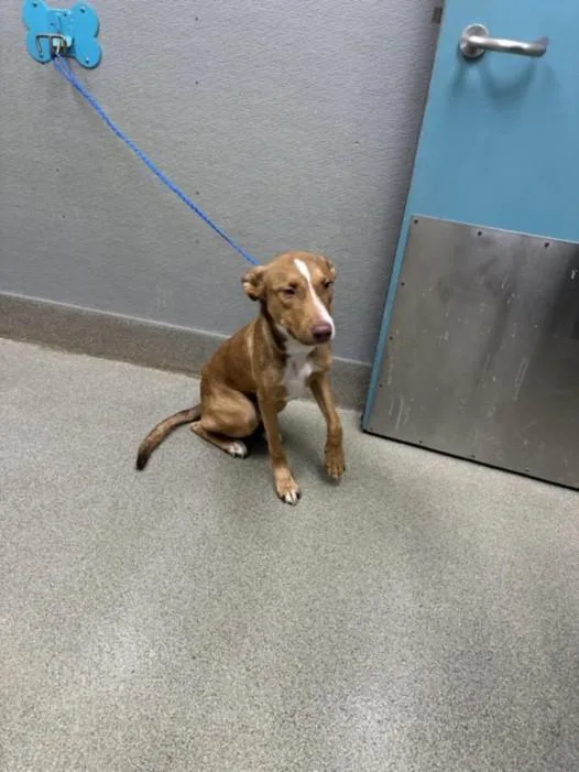 A young large-sized male Australian Shepherd dog named Scoobydoo for adoption in Las Vegas, NV