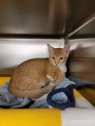A baby medium-sized male Domestic Short Hair cat named Staley for adoption in Fergus Falls, MN