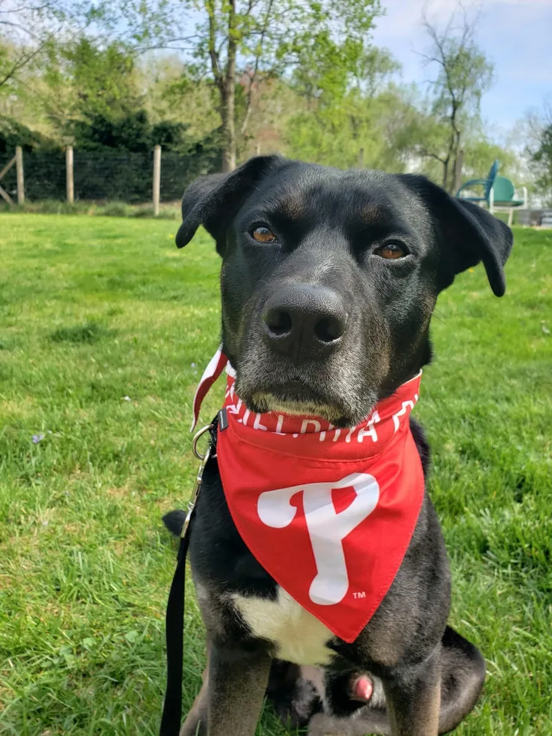 An adult medium-sized male Mixed Breed dog named Seahawk for adoption in Voorhees, NJ