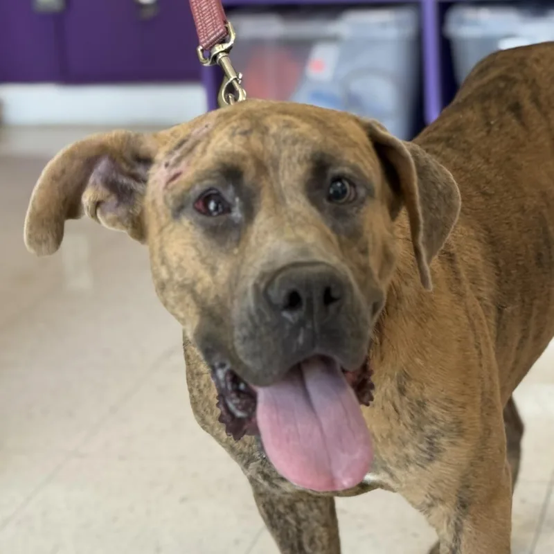 An adult large-sized female Brindle Mastiff dog named Sara Lee for adoption in Fresno, CA