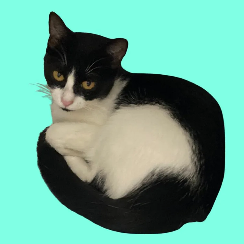 An adult small-sized female Black Domestic Short Hair cat named Cookie for adoption in Blue Ridge, GA