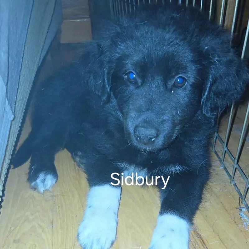 Sidbury thumbnail 2