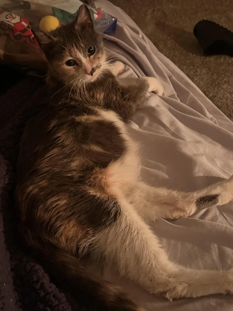 An adult medium-sized female Domestic Short Hair cat named Gnocchi for adoption in Wheaton, IL