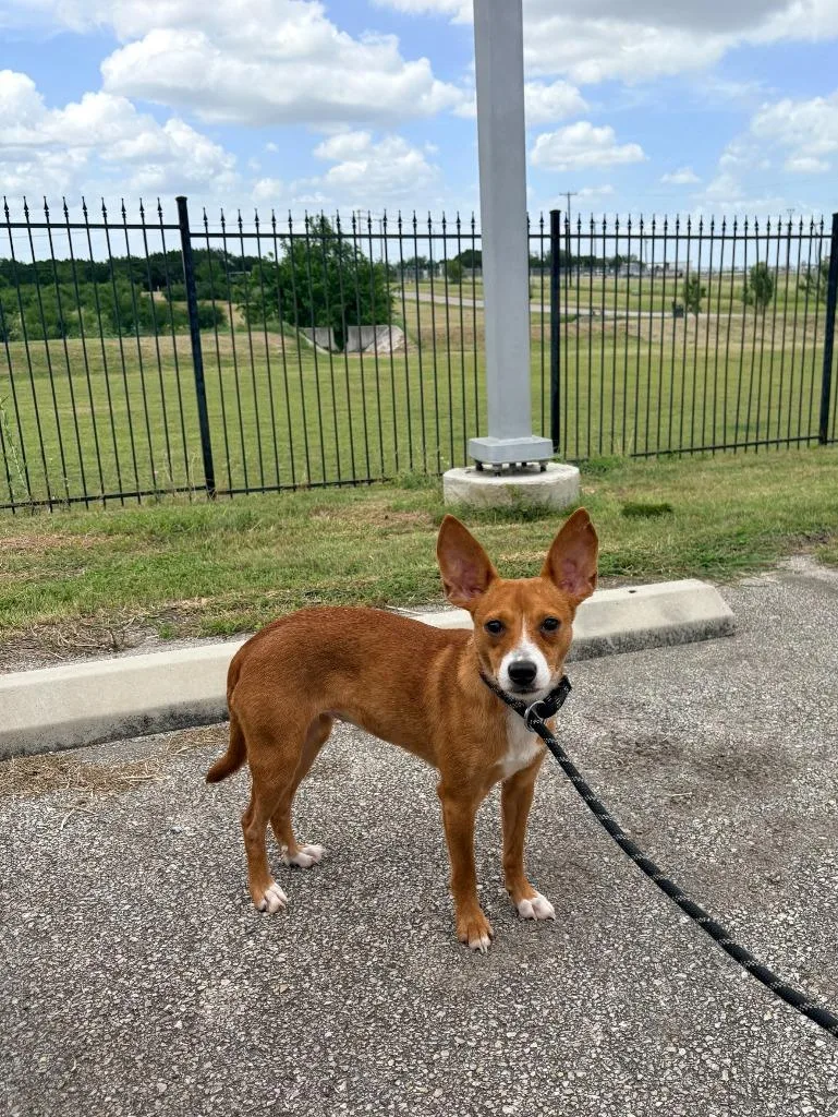 A young small-sized female Terrier dog named Bengi for adoption in New Braunfels, TX
