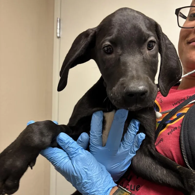 A baby small-sized female Black Great Dane dog named Butterball for adoption in Tempe, AZ