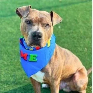 An adult medium-sized male Brindle Pit Bull Terrier dog named Andouille for adoption in Hope Mills, NC