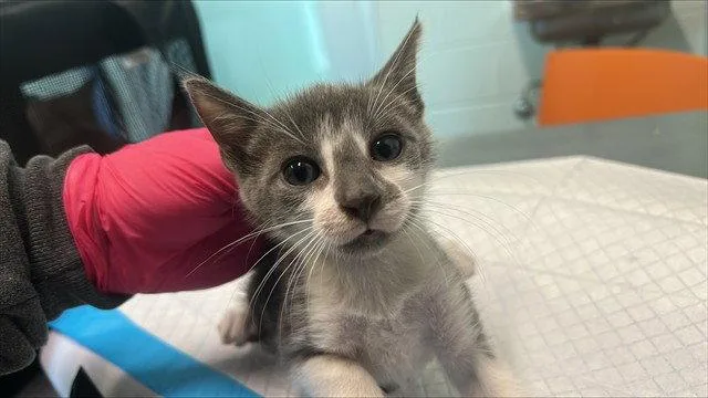 A baby small-sized male Gray / Blue / Silver Domestic Short Hair cat named Smudge for adoption in Tavares, FL