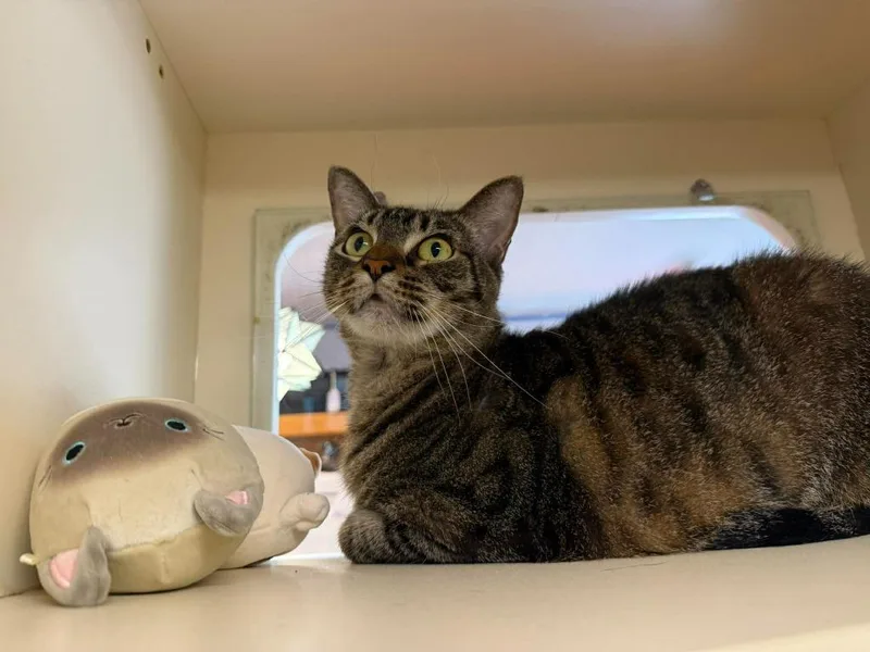 An adult medium-sized female Domestic Short Hair cat named Crimson for adoption in Sebastian, FL