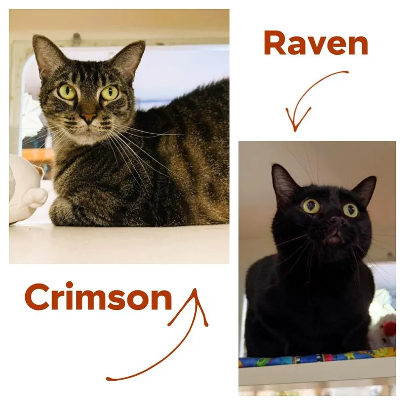 Crimson thumbnail 3