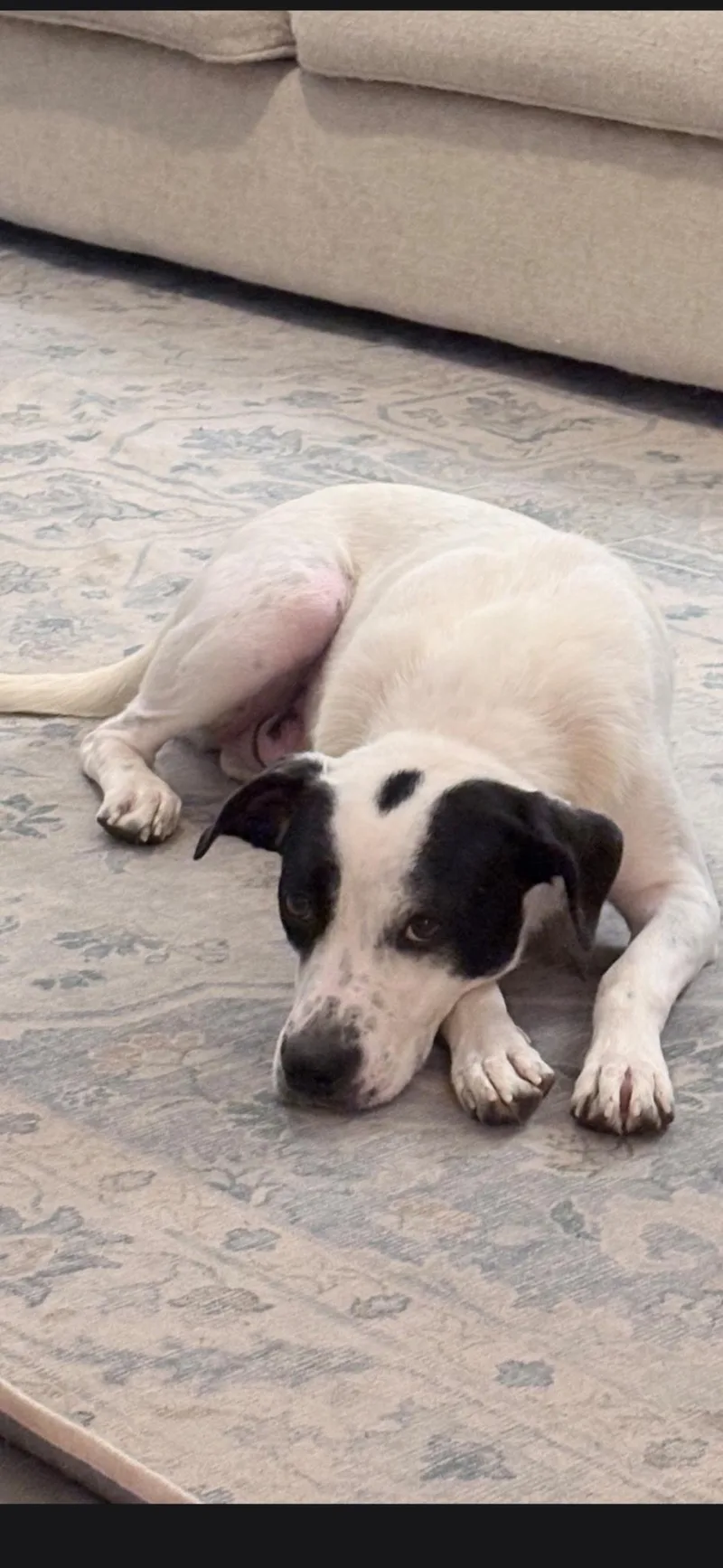 An adult medium-sized female Pointer dog named Poppy for adoption in Royal Palm Beach, FL