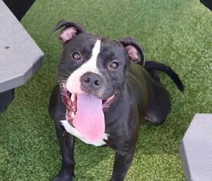 A young medium-sized male Mixed Breed dog named Rollo for adoption in Athens, GA