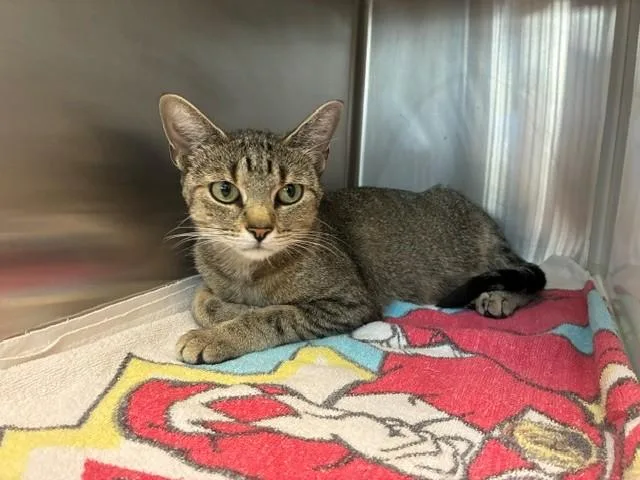 A young small-sized female Domestic Short Hair cat named Ariel for adoption in Brighton, CO