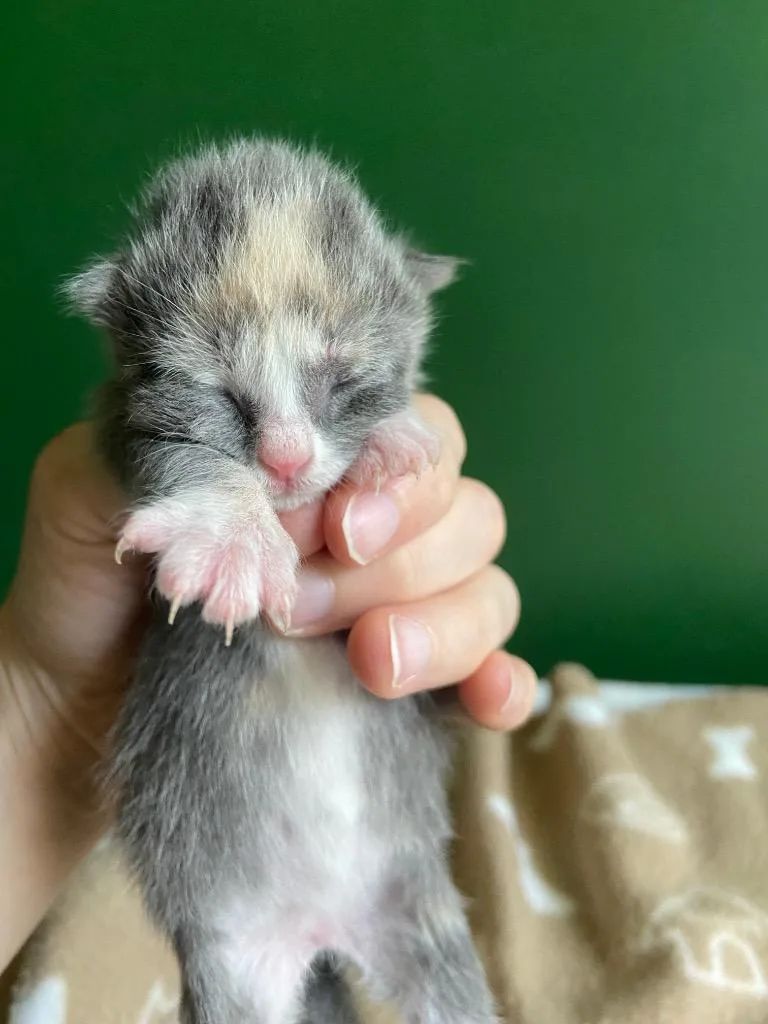 A baby small-sized female Domestic Short Hair cat named Annabelle for adoption in Leonardtown, MD