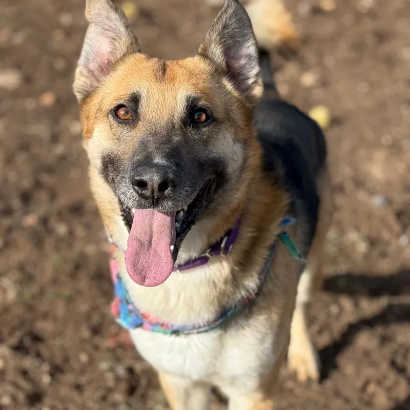 An adult large-sized male Black German Shepherd Dog dog named Meeko for adoption in Durango, CO
