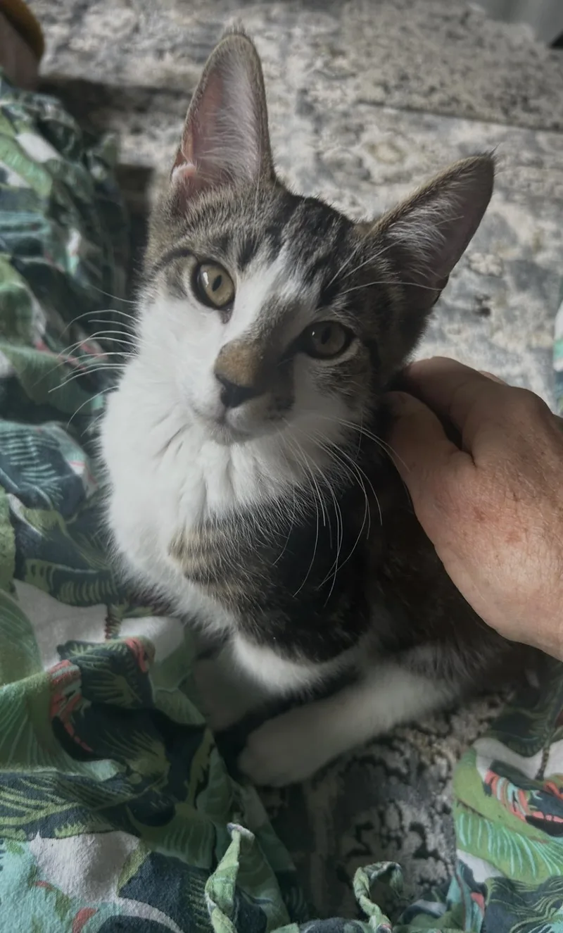A baby medium-sized male Domestic Short Hair cat named Willie for adoption in Lincoln, CA