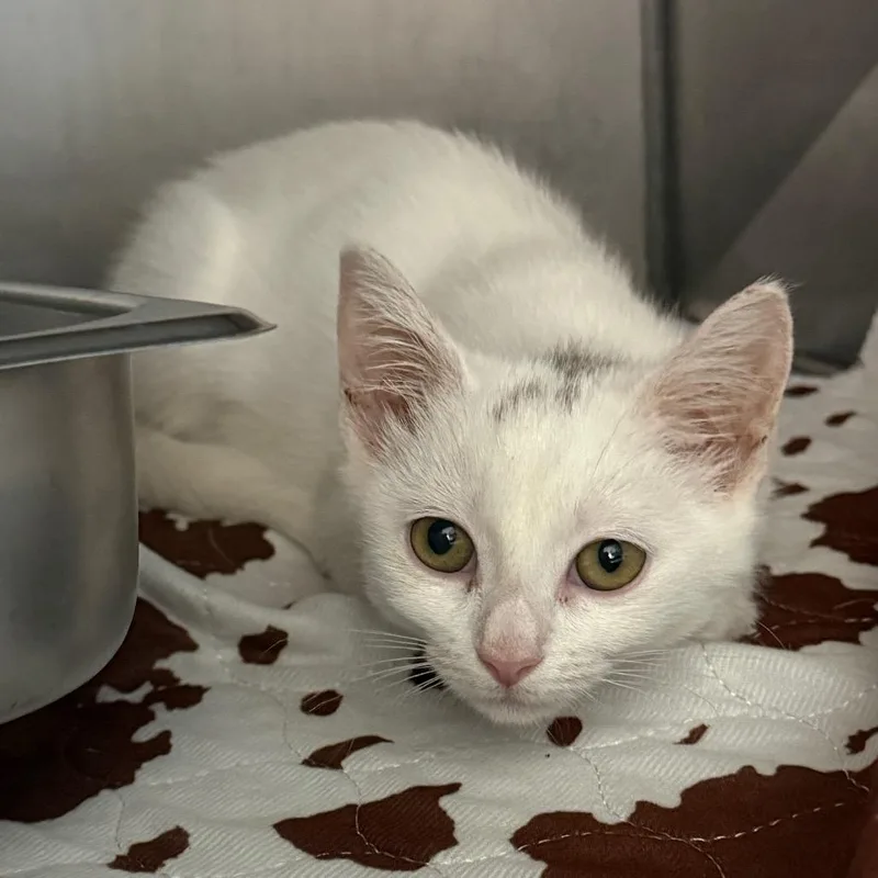 A baby small-sized female Domestic Short Hair cat named Ada Wong for adoption in Troy, VA