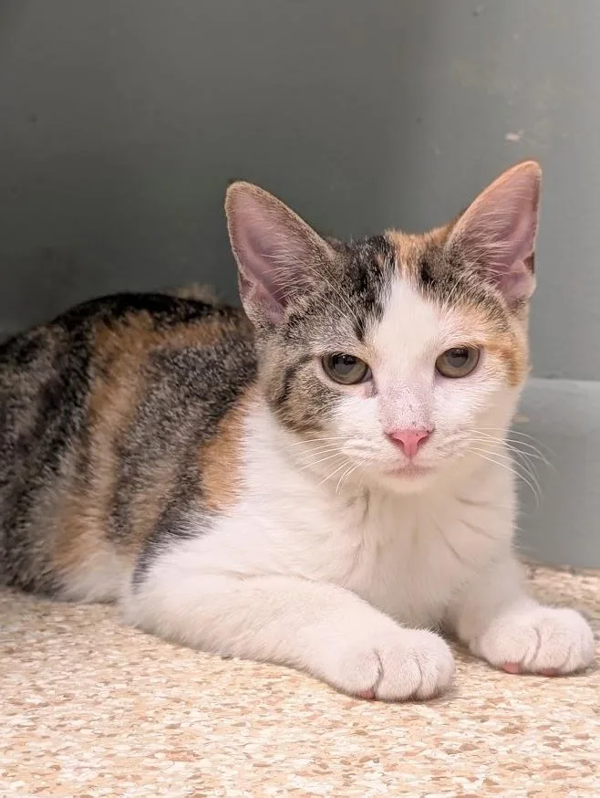 A young small-sized female Calico cat named Calista for adoption in Waupun, WI