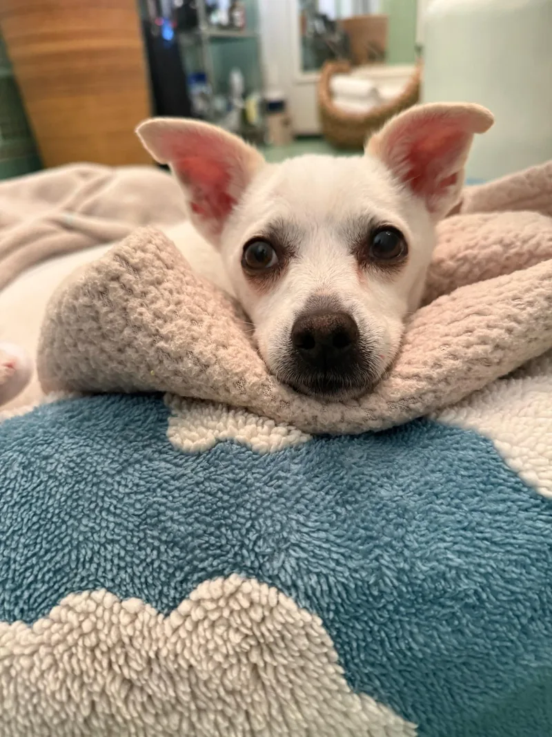 A senior small-sized female White / Cream Chihuahua dog named Angel Wing for adoption in LOS ANGELES, CA