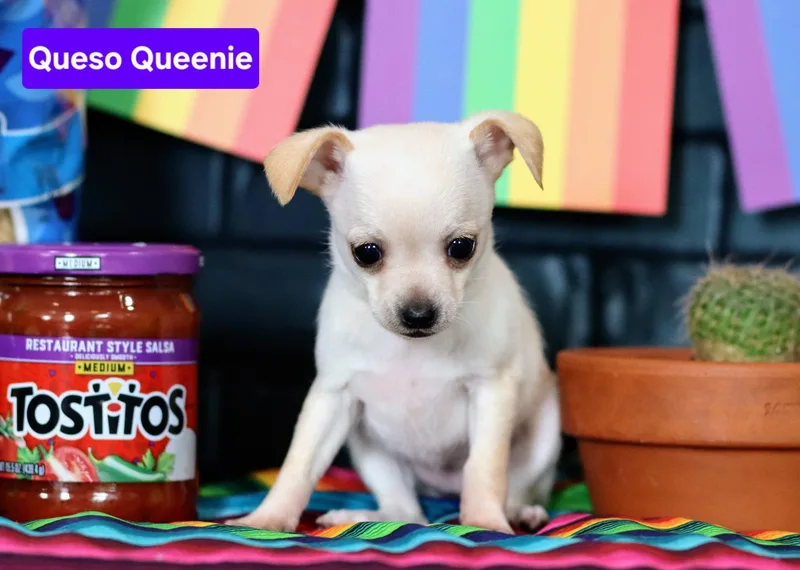 Queso Queenie