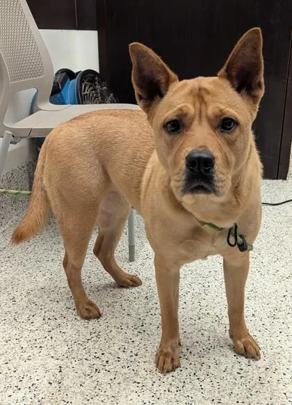 An adult large-sized female Pit Bull Terrier dog named Tessa for adoption in Atlanta, GA