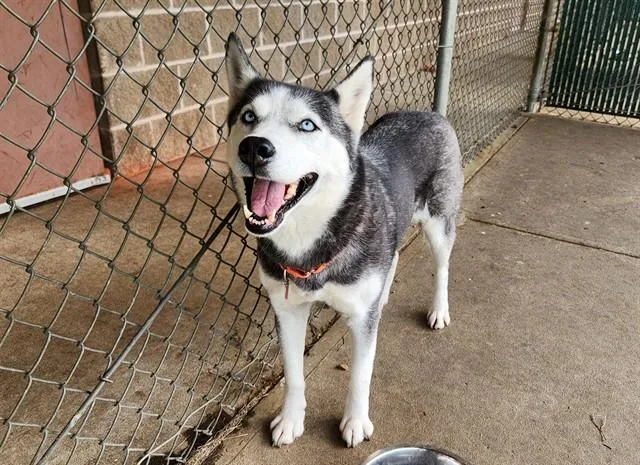 An adult large-sized female Siberian Husky dog named Monroe for adoption in Springfield, MA