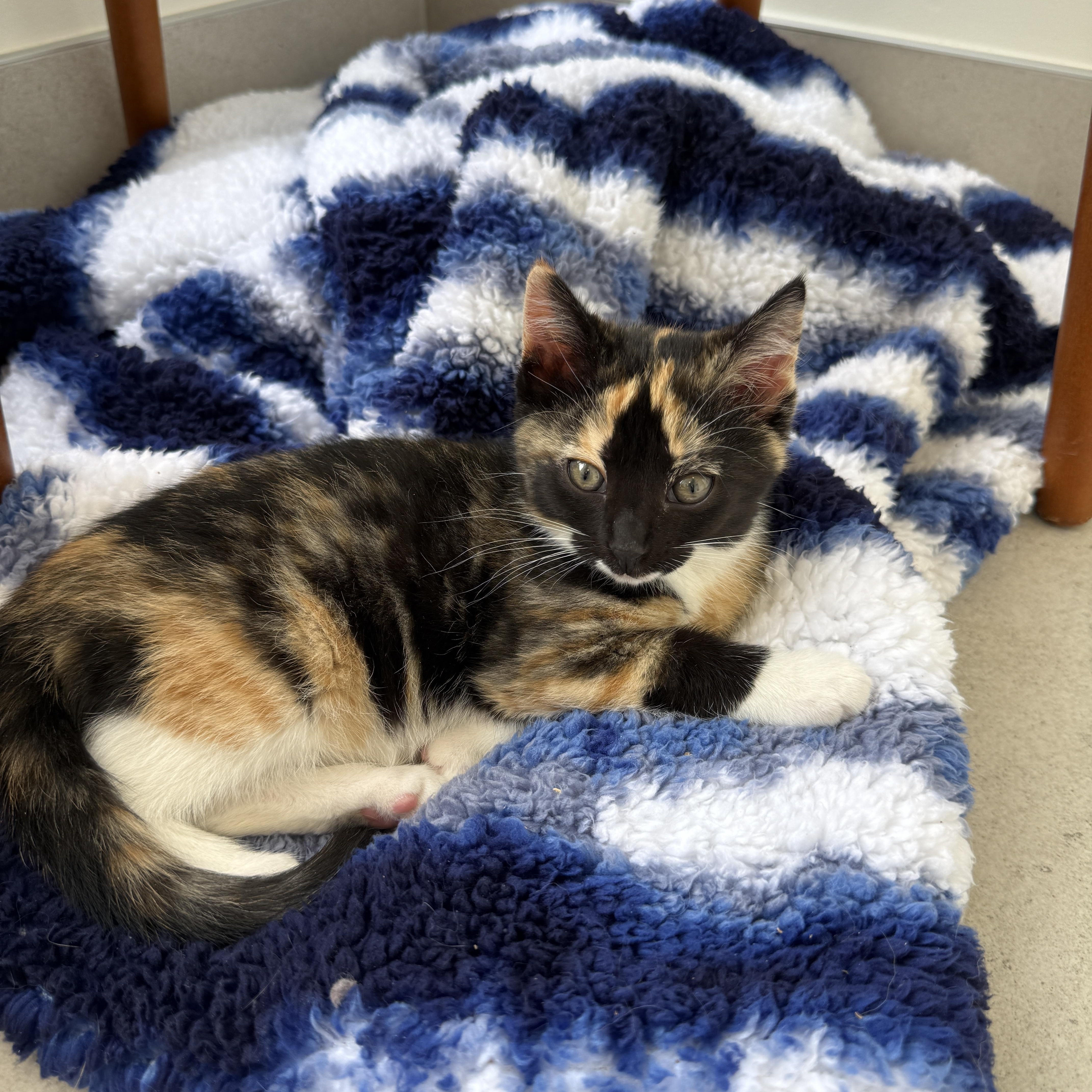 A baby medium-sized female Calico Domestic Short Hair cat named Kiwi for adoption in Evanston, IL
