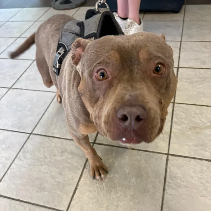 An adult medium-sized female Yellow / Tan / Blond / Fawn Mixed Breed dog named Gemma Lou for adoption in Columbus, GA