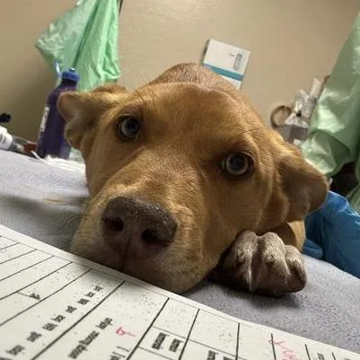 A baby small-sized female Yellow / Tan / Blond / Fawn Husky dog named Gouda for adoption in Tempe, AZ