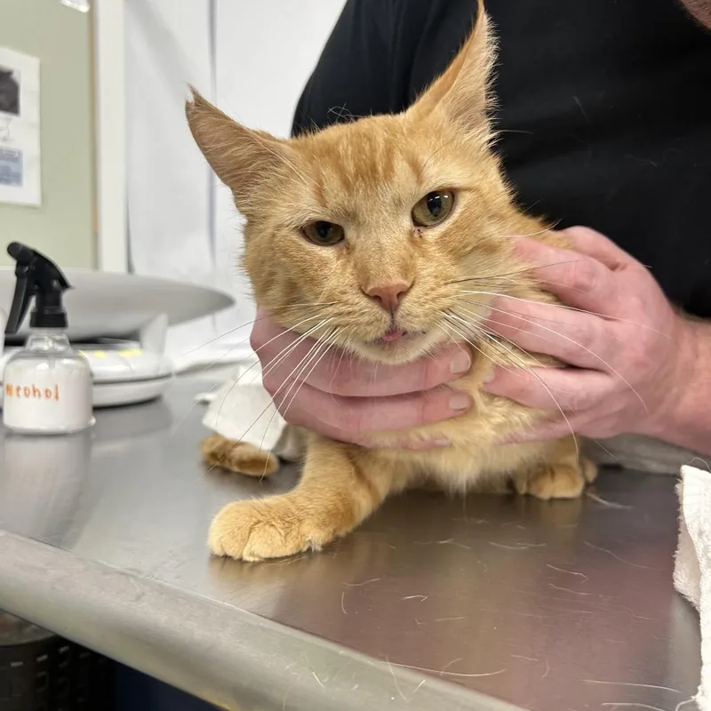 A young small-sized male Orange / Red Domestic Short Hair cat named Squash for adoption in East Smithfield , PA