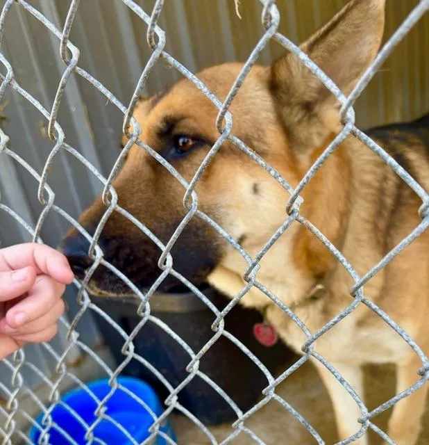 A young large-sized male German Shepherd Dog dog named Loki for adoption in Princeton, IN