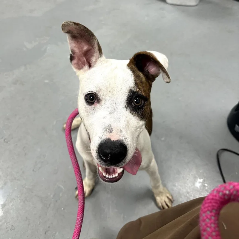A young medium-sized male White / Cream Mixed Breed dog named Sparky for adoption in Skokie, IL