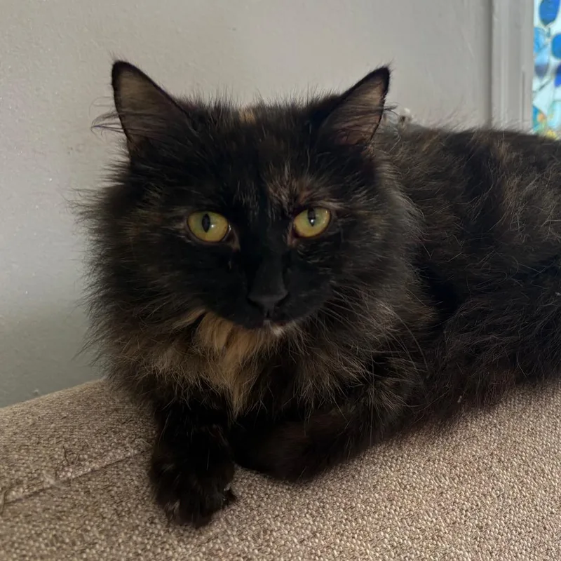An adult small-sized female Tortoiseshell Domestic Long Hair cat named Faerie for adoption in Lexington, KY