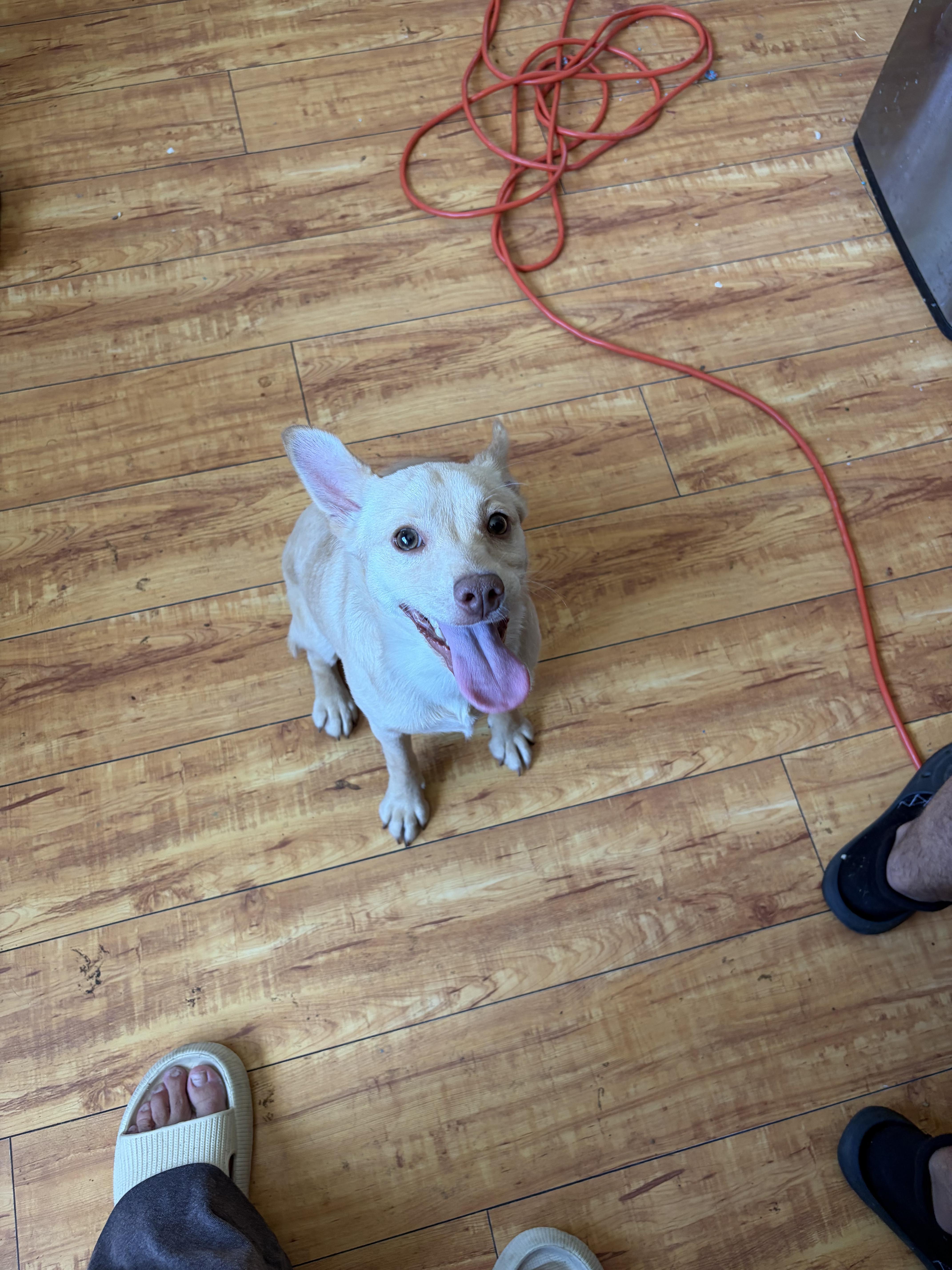 A baby small-sized female Yellow Labrador Retriever dog named Bailey for adoption in Corona, CA
