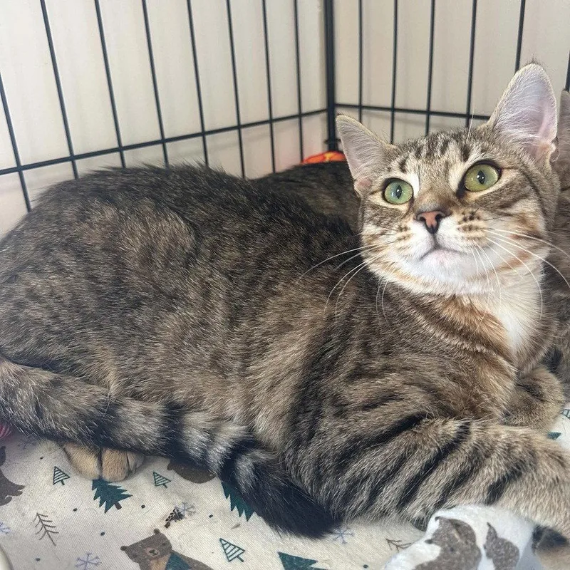 A baby medium-sized female Domestic Short Hair cat named Crimson for adoption in Candler, NC